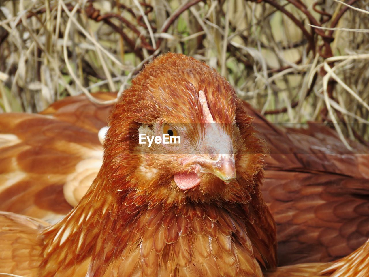 CLOSE-UP OF A OWL