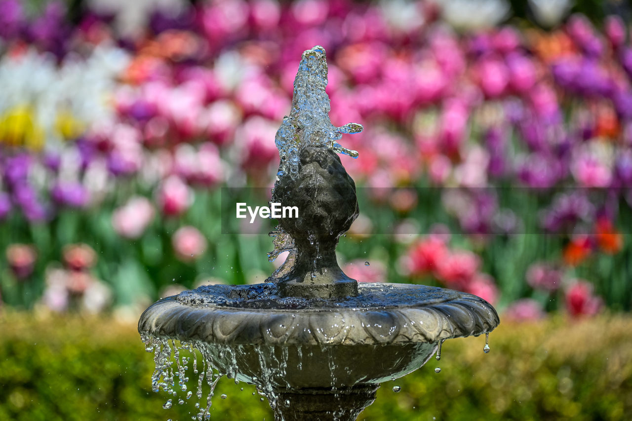 flower, statue, plant, nature, representation, bird bath, sculpture, fountain, no people, flowering plant, focus on foreground, garden, animal representation, day, water, outdoors, animal, animal themes, creativity, close-up, bird, formal garden, water feature, human representation, craft, beauty in nature