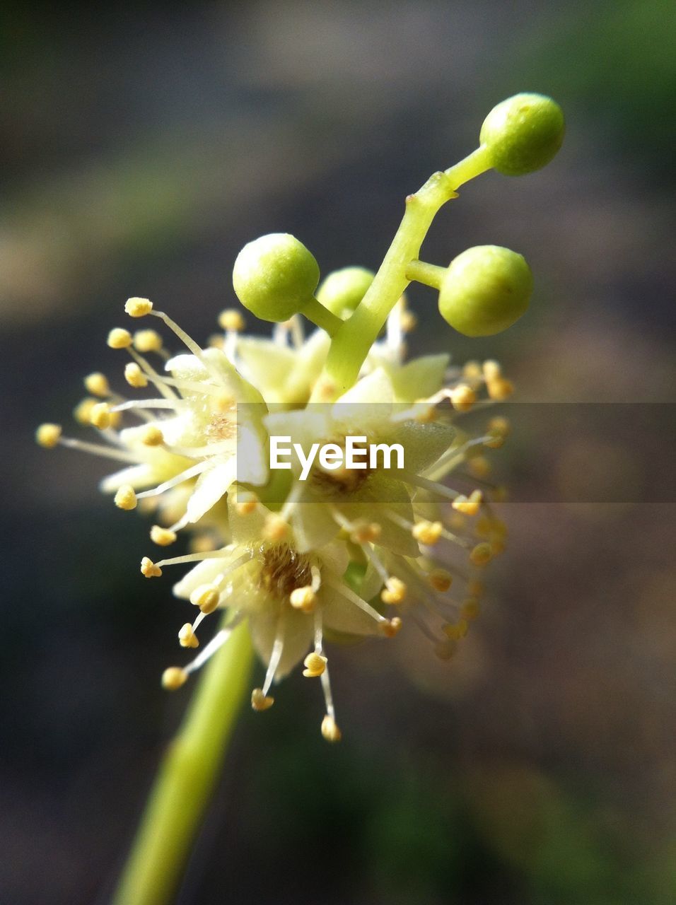 Close-up of flower buds growing outdoors