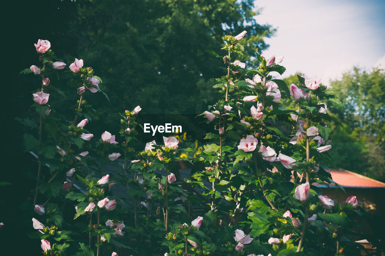 CLOSE-UP OF FLOWERS BLOOMING IN PARK