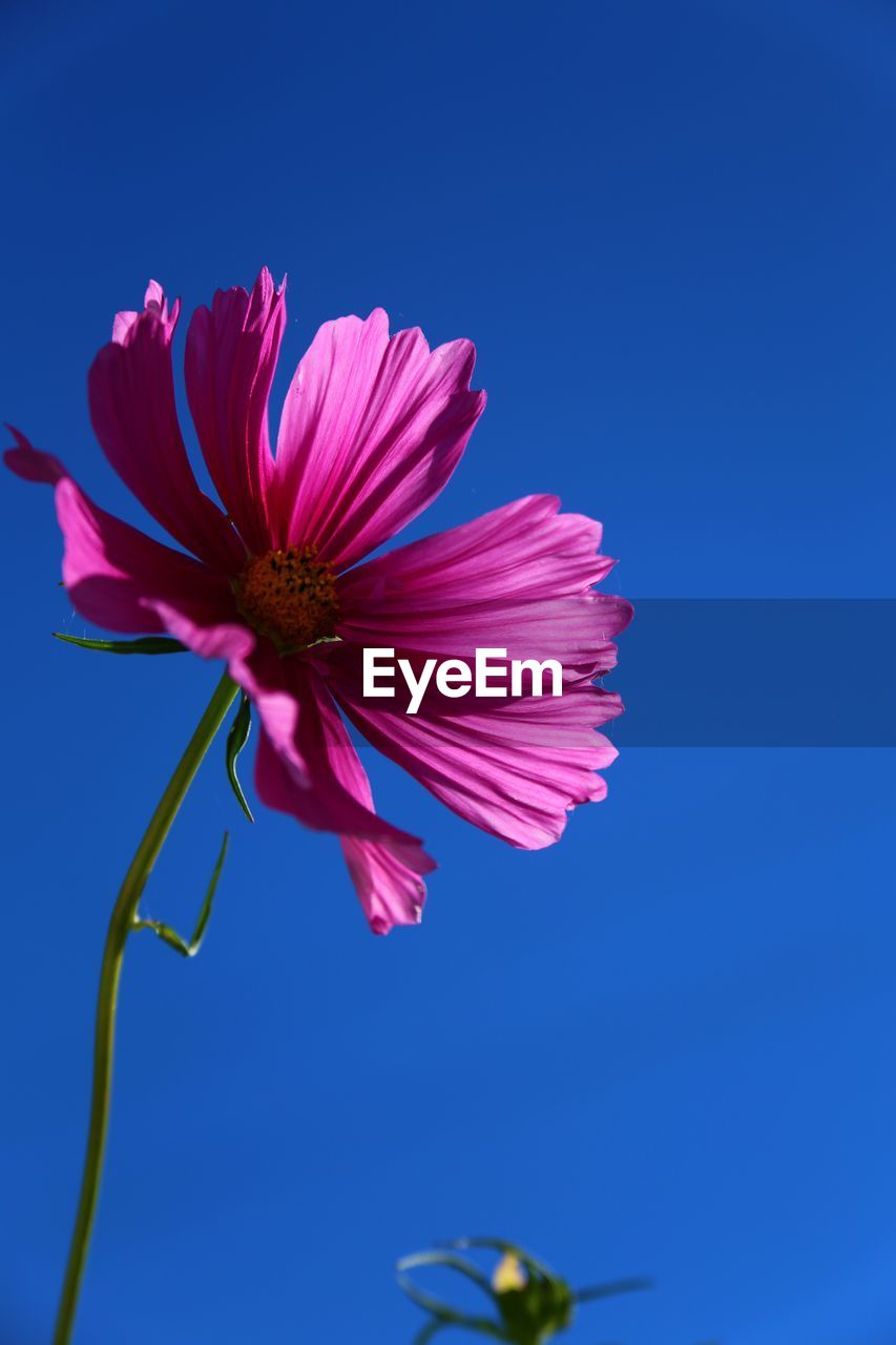 Low angle view of pink cosmos blooming against clear blue sky