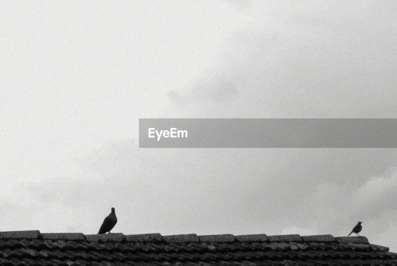 Birds on roof against sky