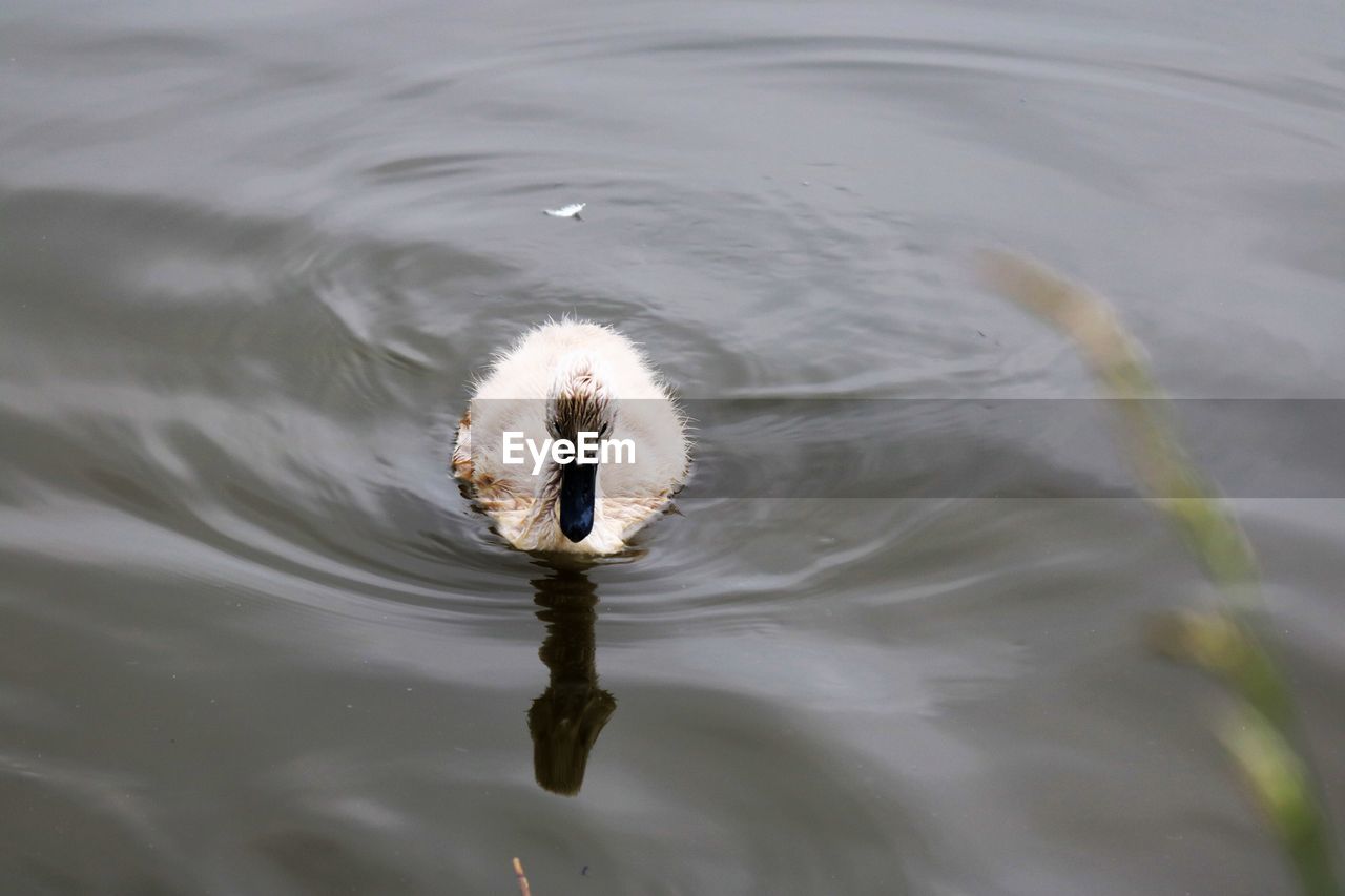 High angle view of cygnet swimming on lake