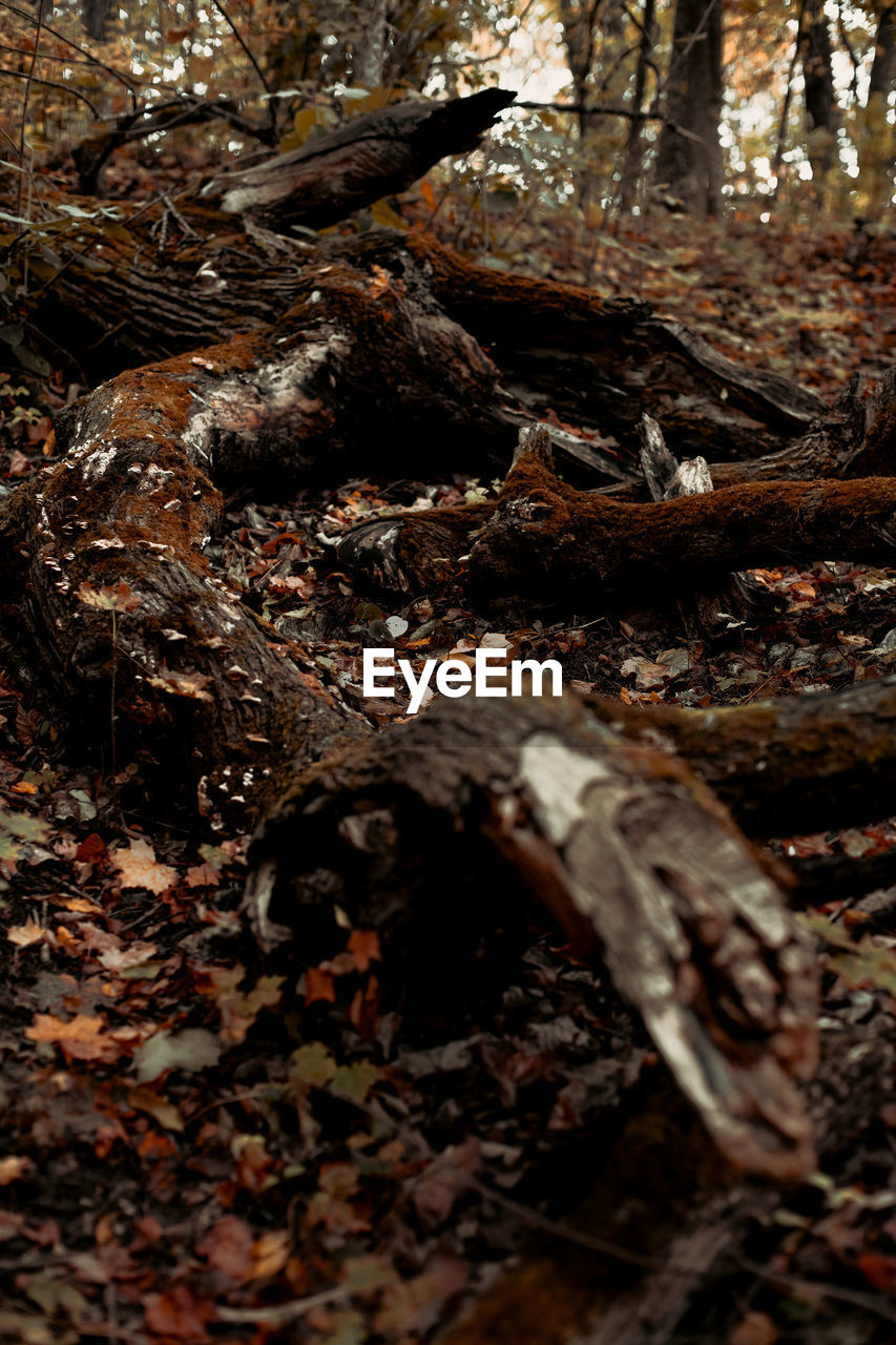 FALLEN LEAVES ON TREE IN FOREST