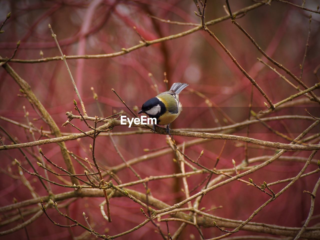 Bird perching on dried plant