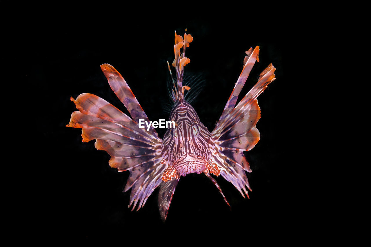 Close up of lionfish swimming black background