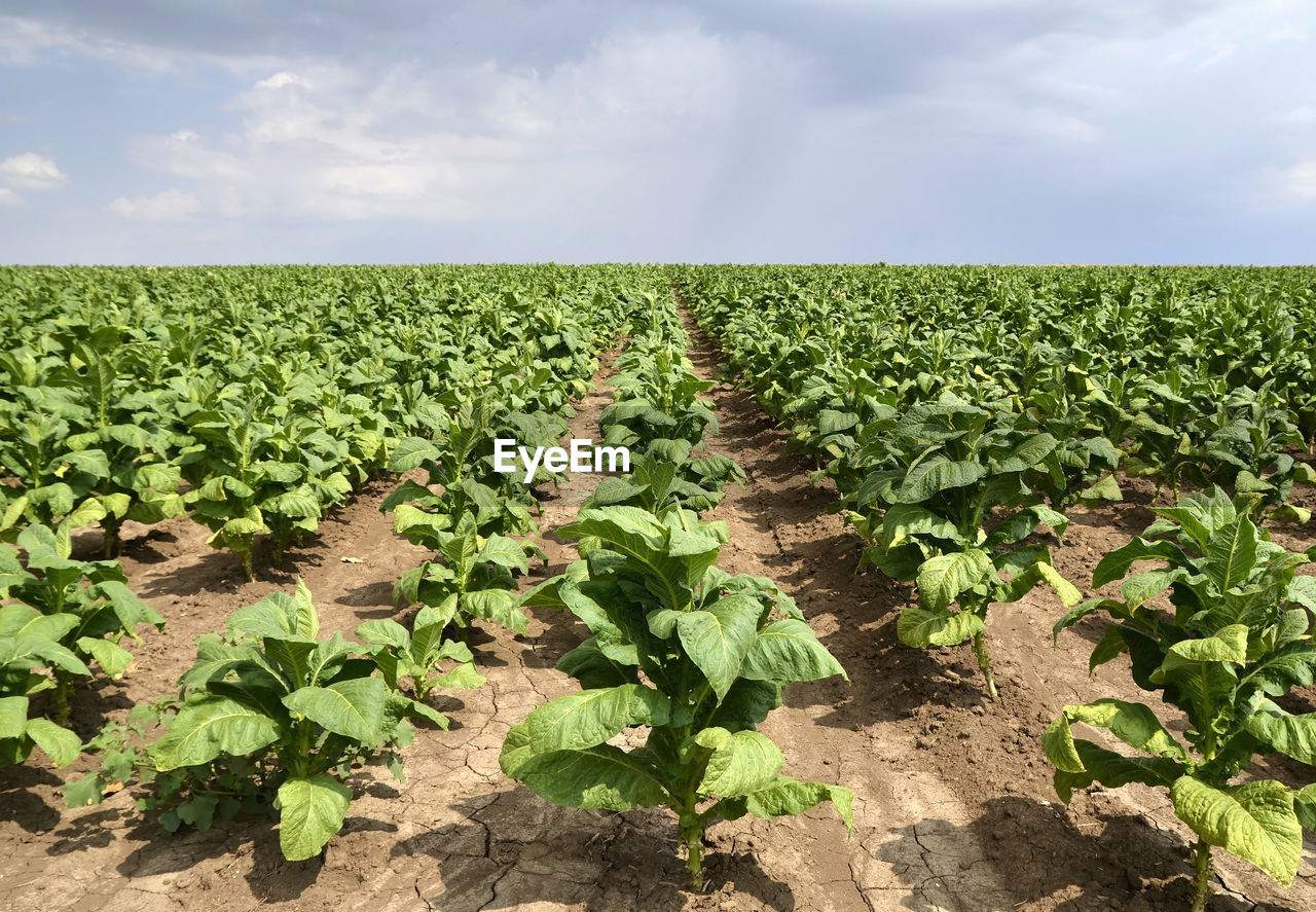 CROPS GROWING ON FIELD