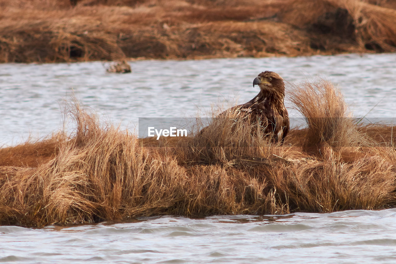 LION IN A LAKE