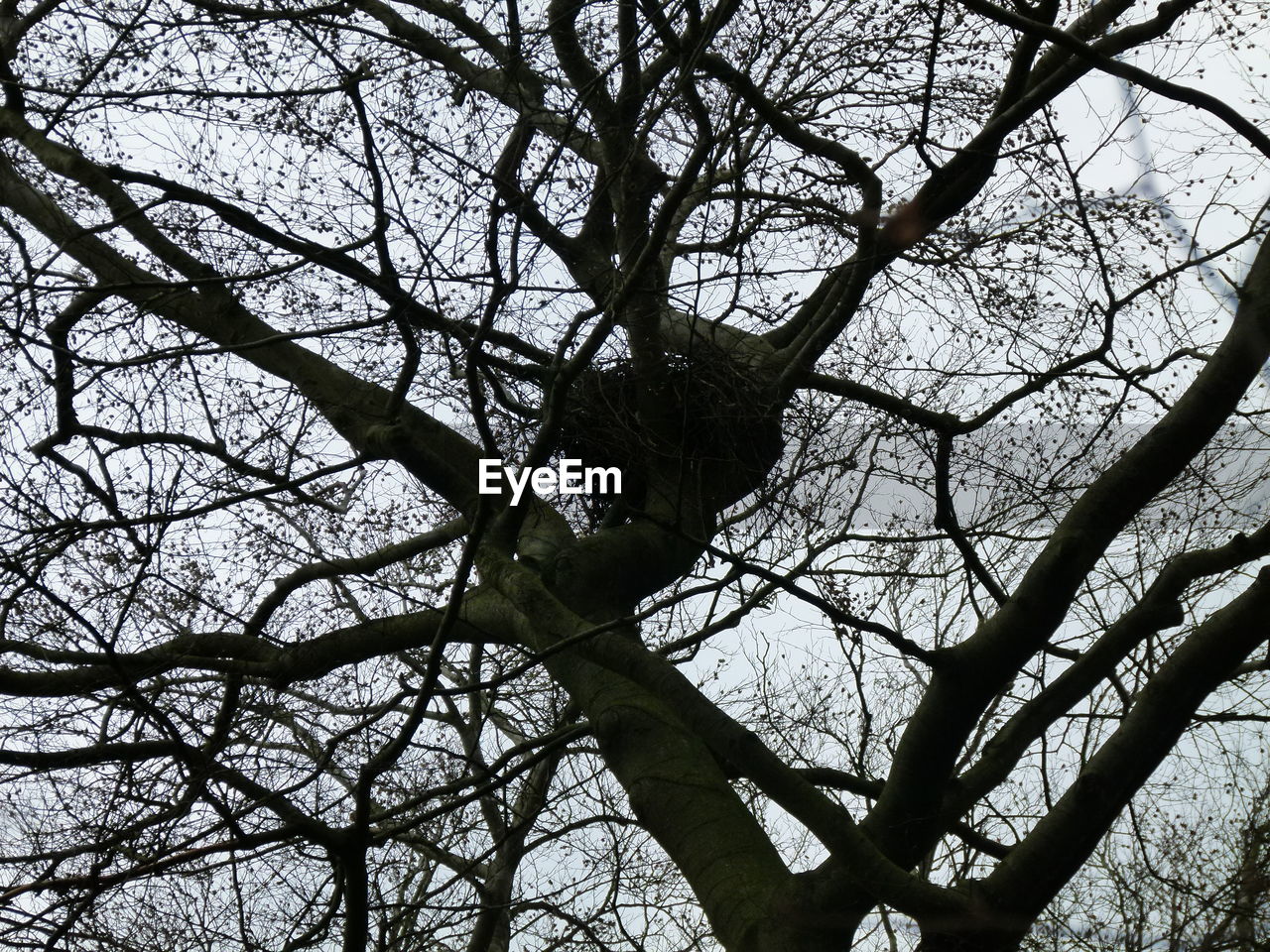 LOW ANGLE VIEW OF BARE TREE