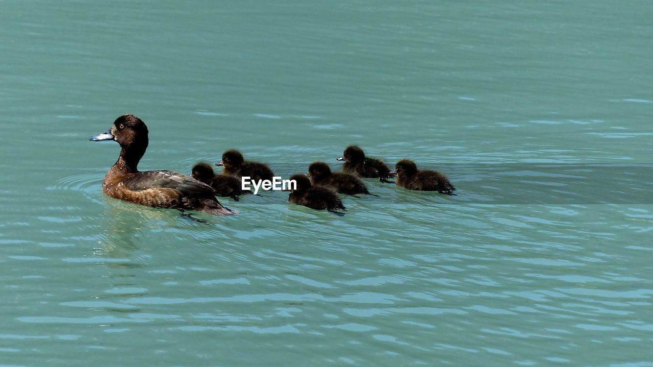 DUCKS IN A LAKE