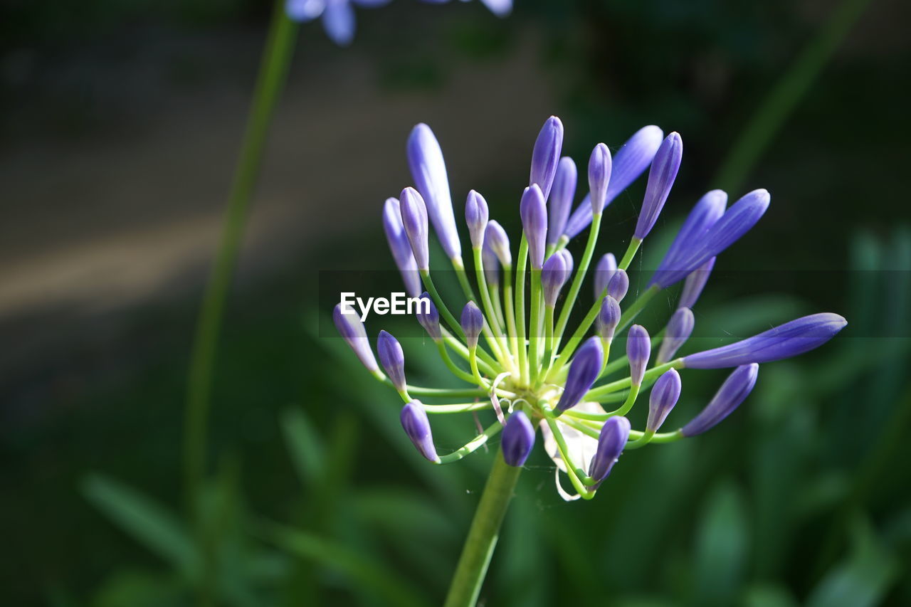 Close-up of purple  flower