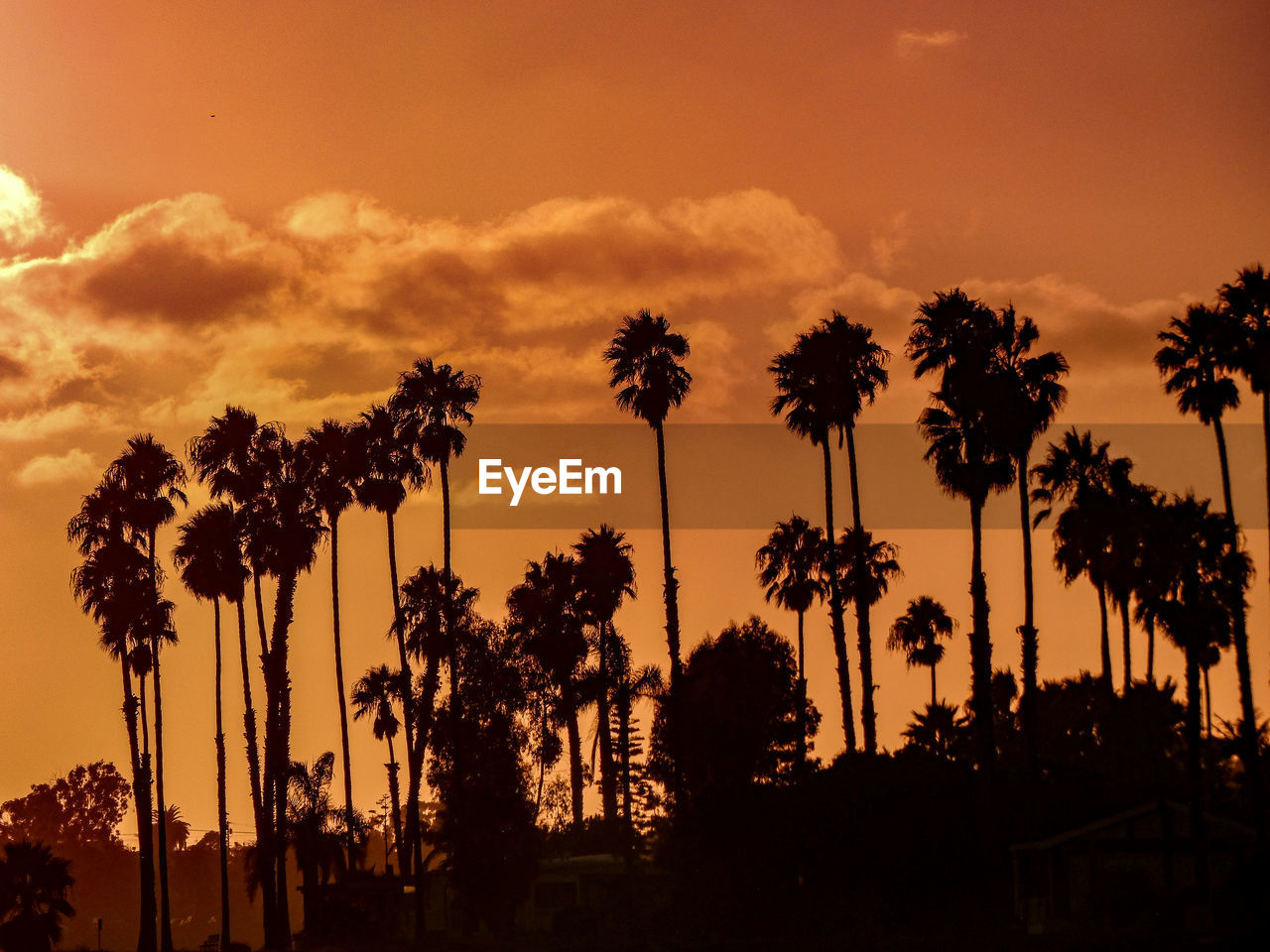 Silhouette palm trees against sky during sunset