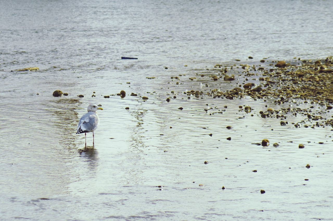 DUCKS ON BEACH