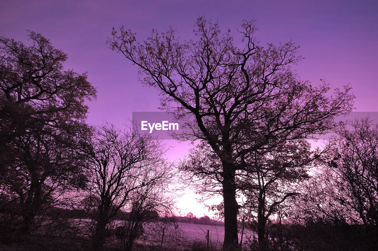 LOW ANGLE VIEW OF SILHOUETTE BARE TREES AGAINST SKY DURING SUNSET