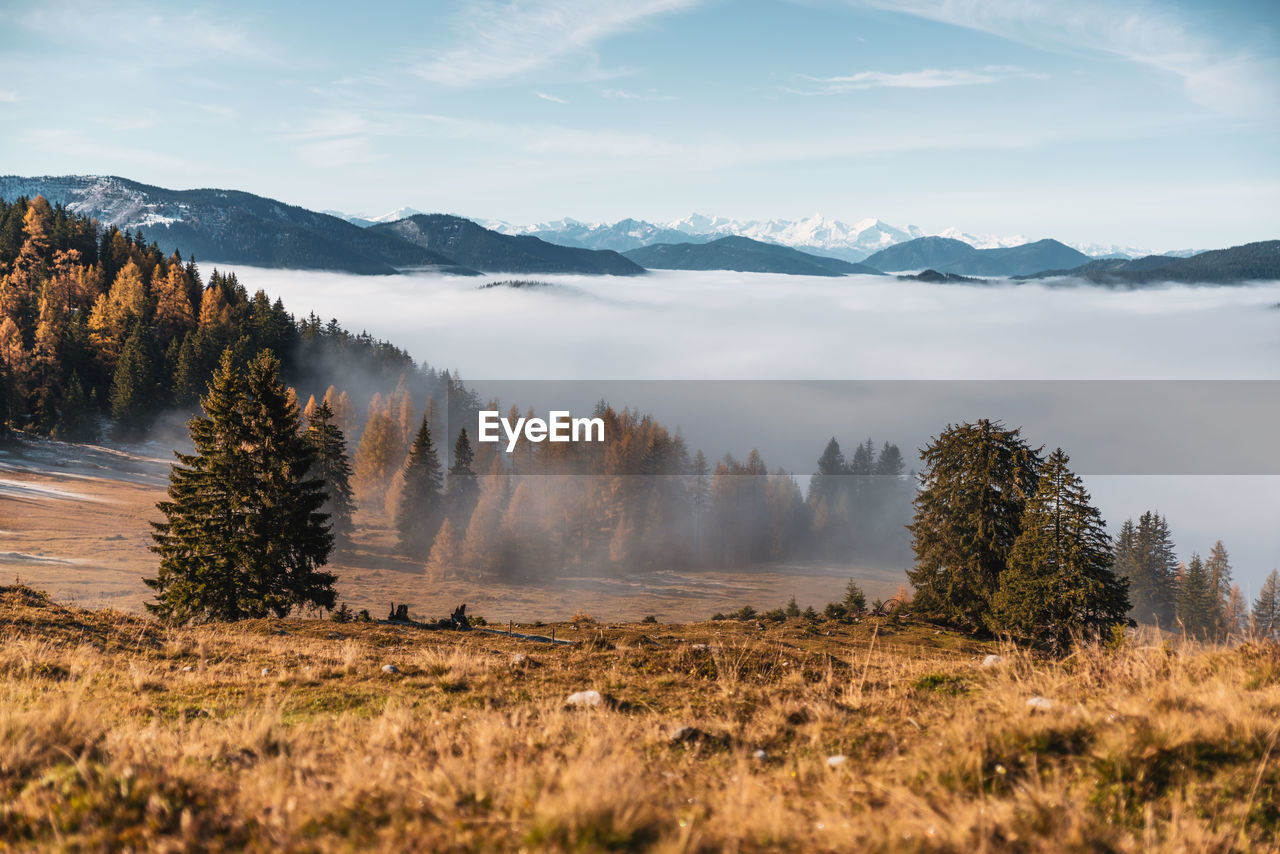 Scenic view of trees on field against sky