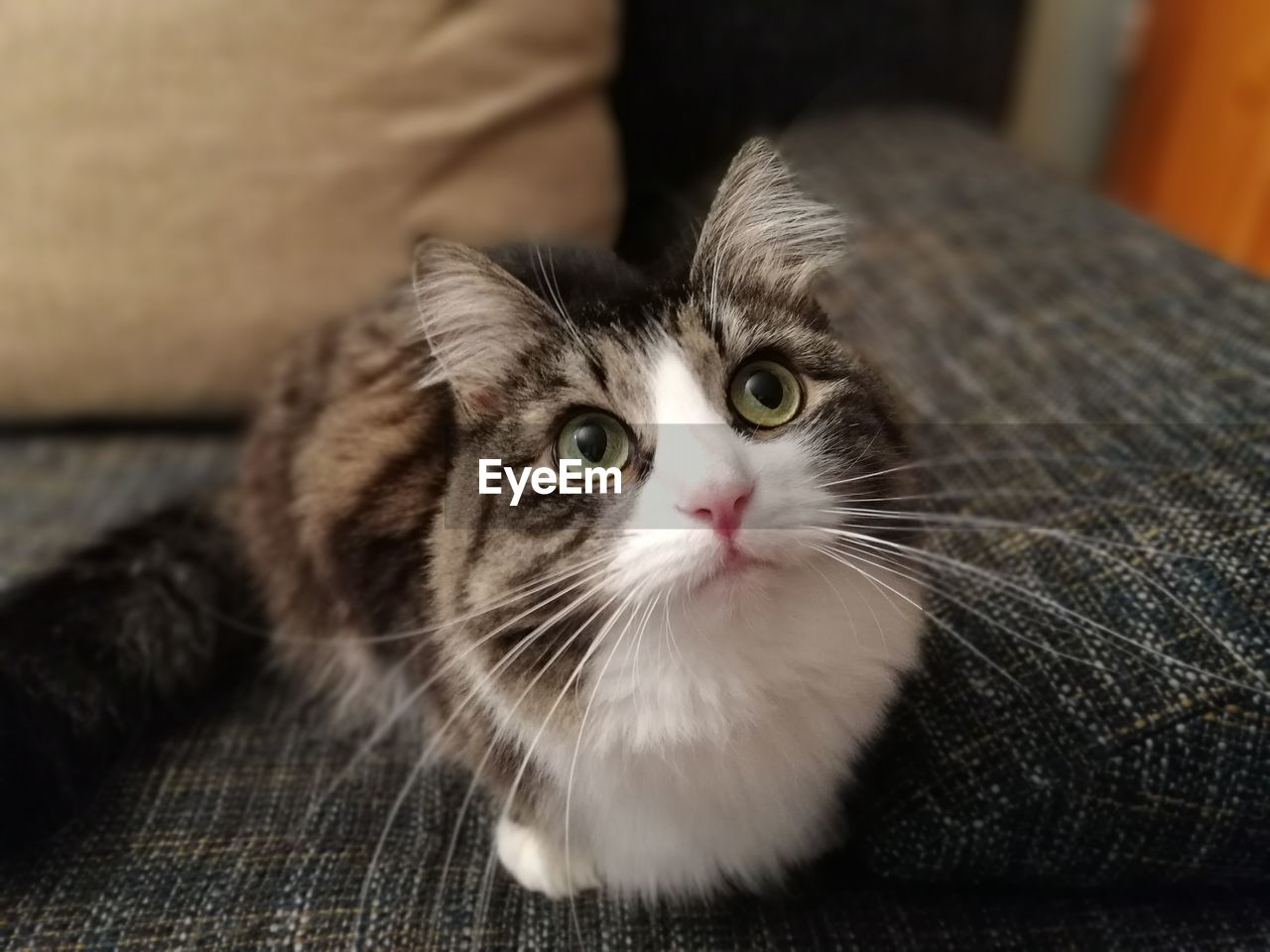 CLOSE-UP PORTRAIT OF KITTEN SITTING ON SOFA