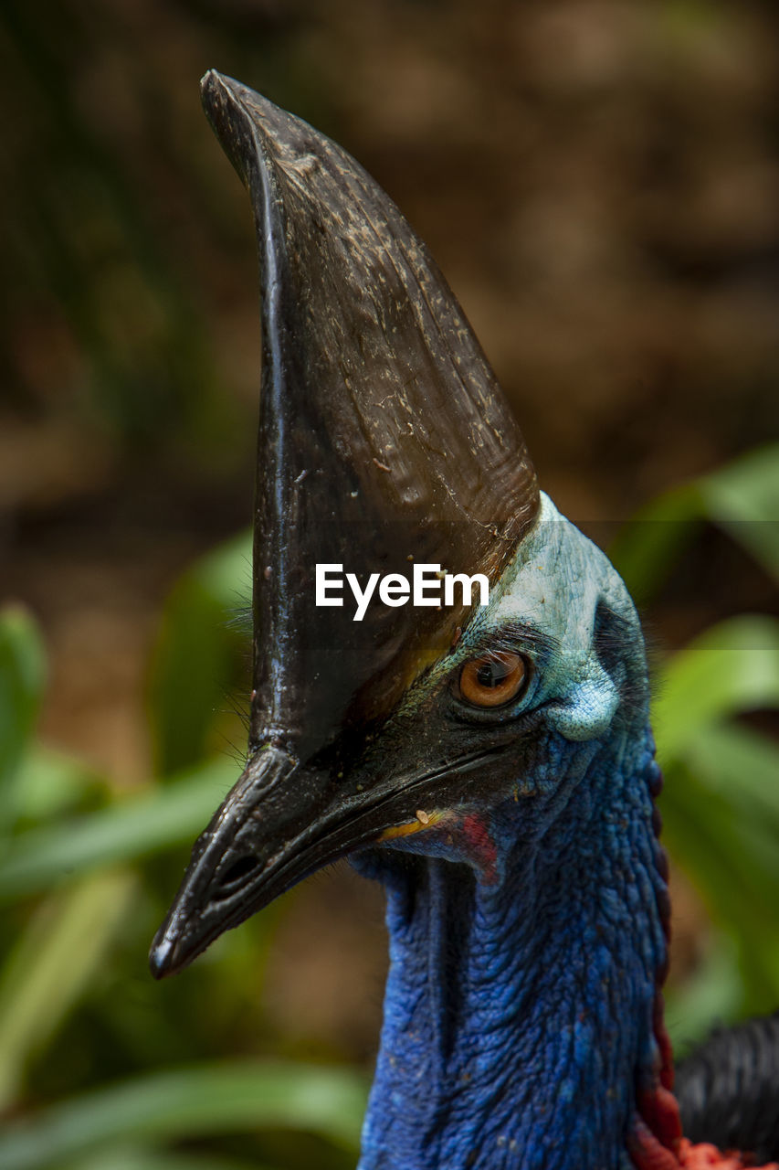 Close up on ancient cassowary bird face,  queensland, australia