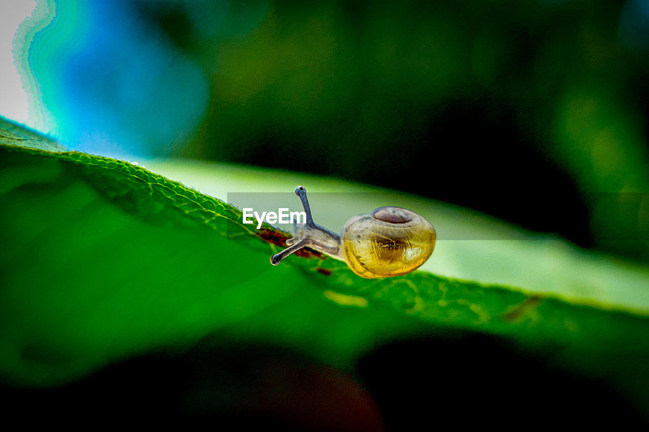 A tiny snail on a leaf

