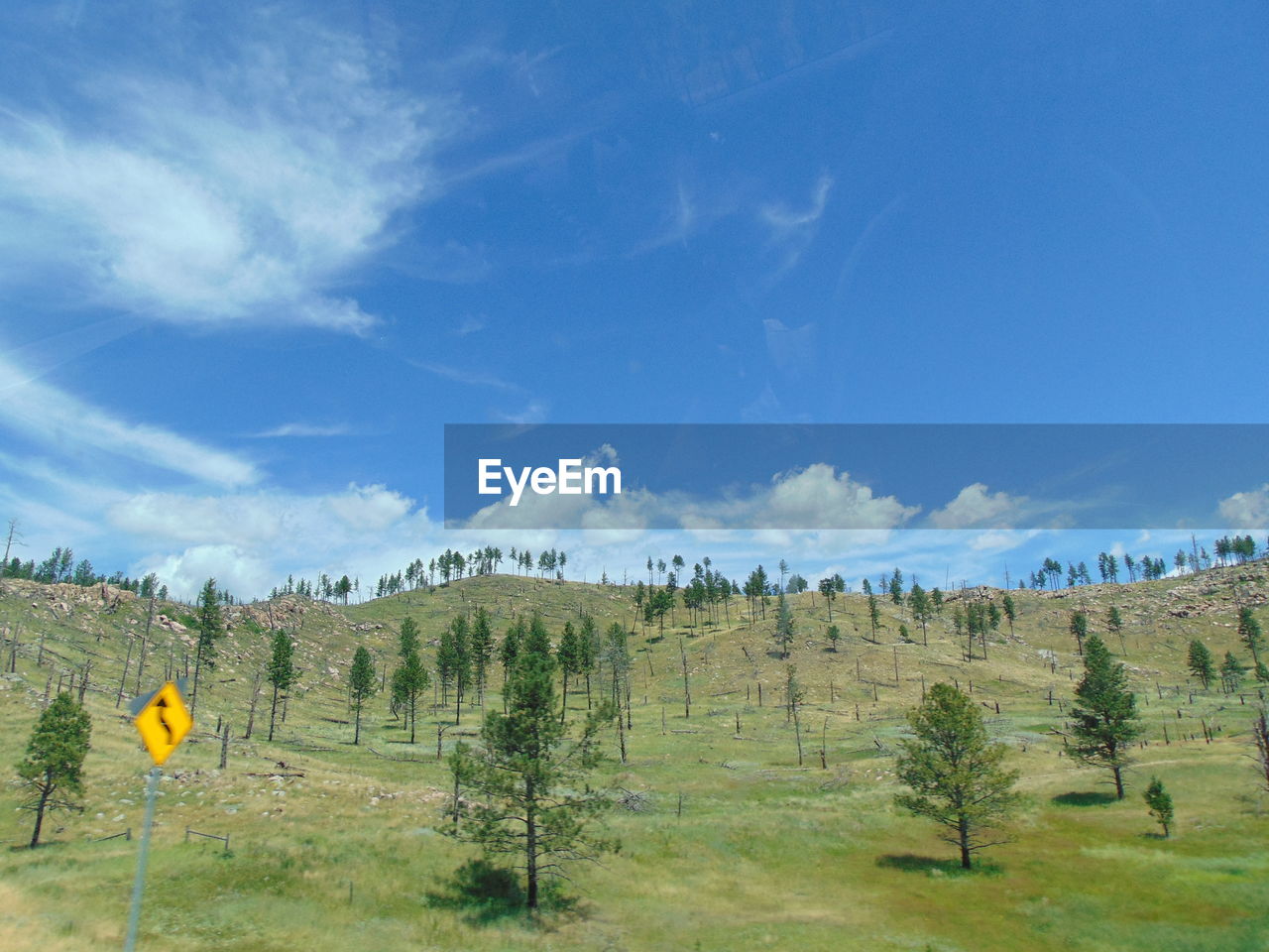 PLANTS GROWING ON LAND AGAINST SKY