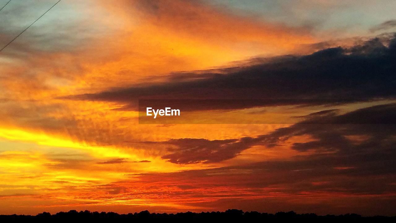 SILHOUETTE OF TREES DURING SUNSET