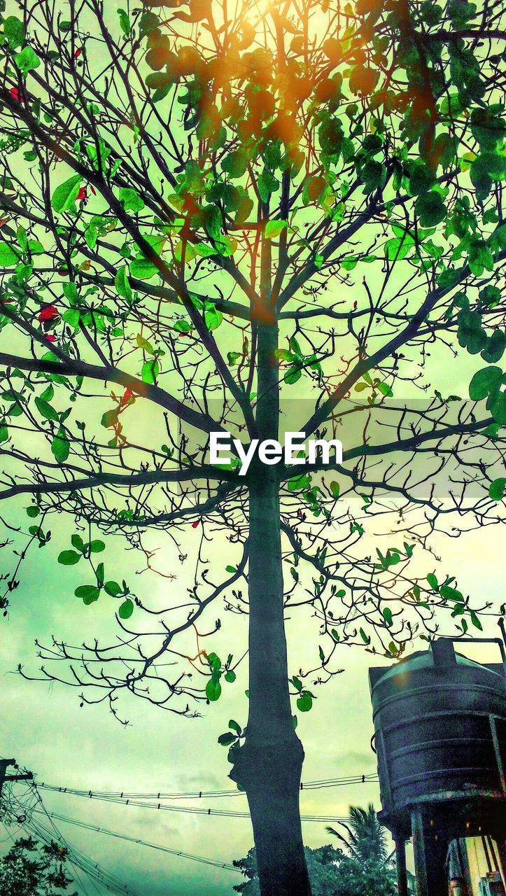 Beautiful tree