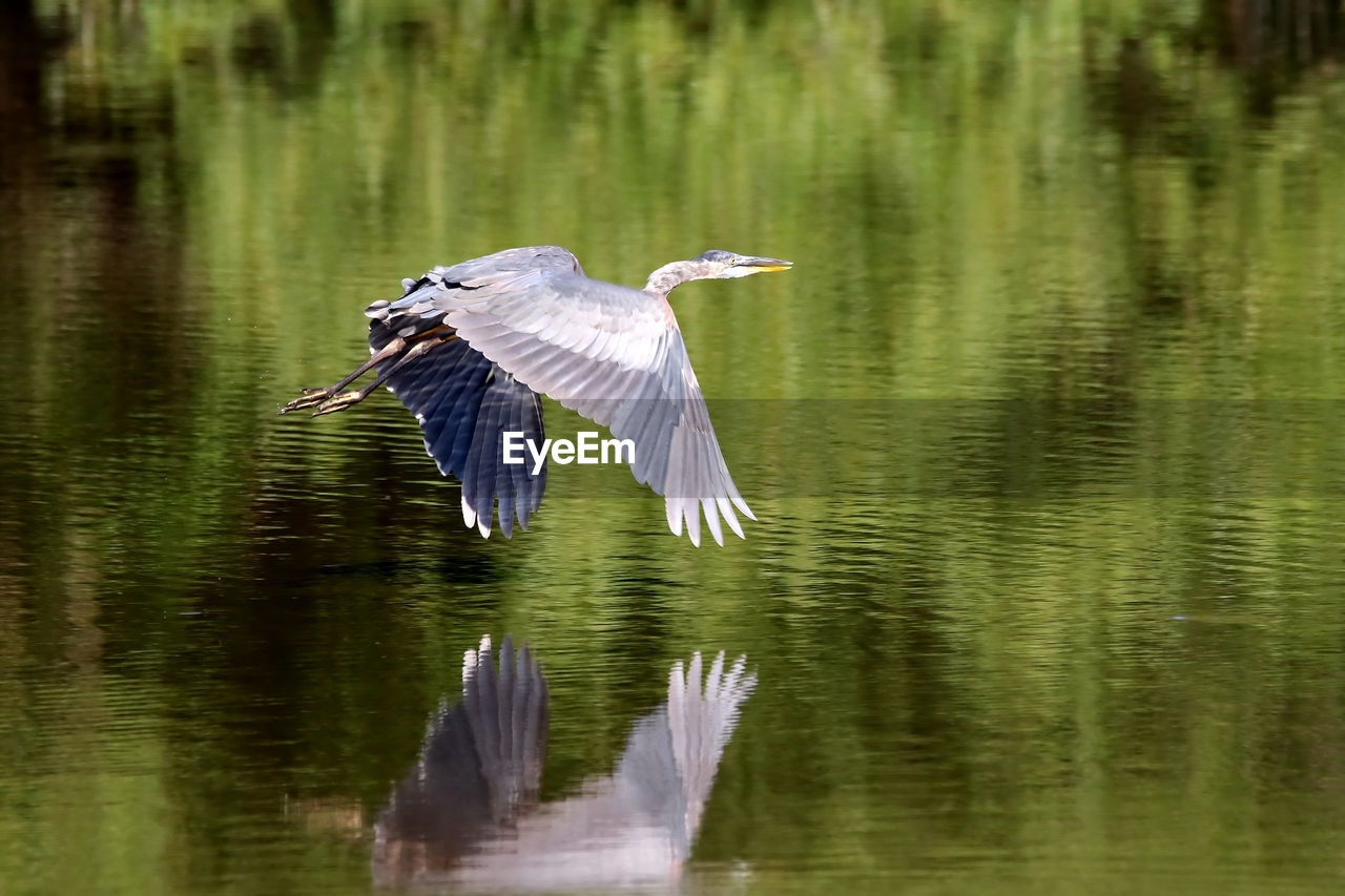 Great blue heron flying over water