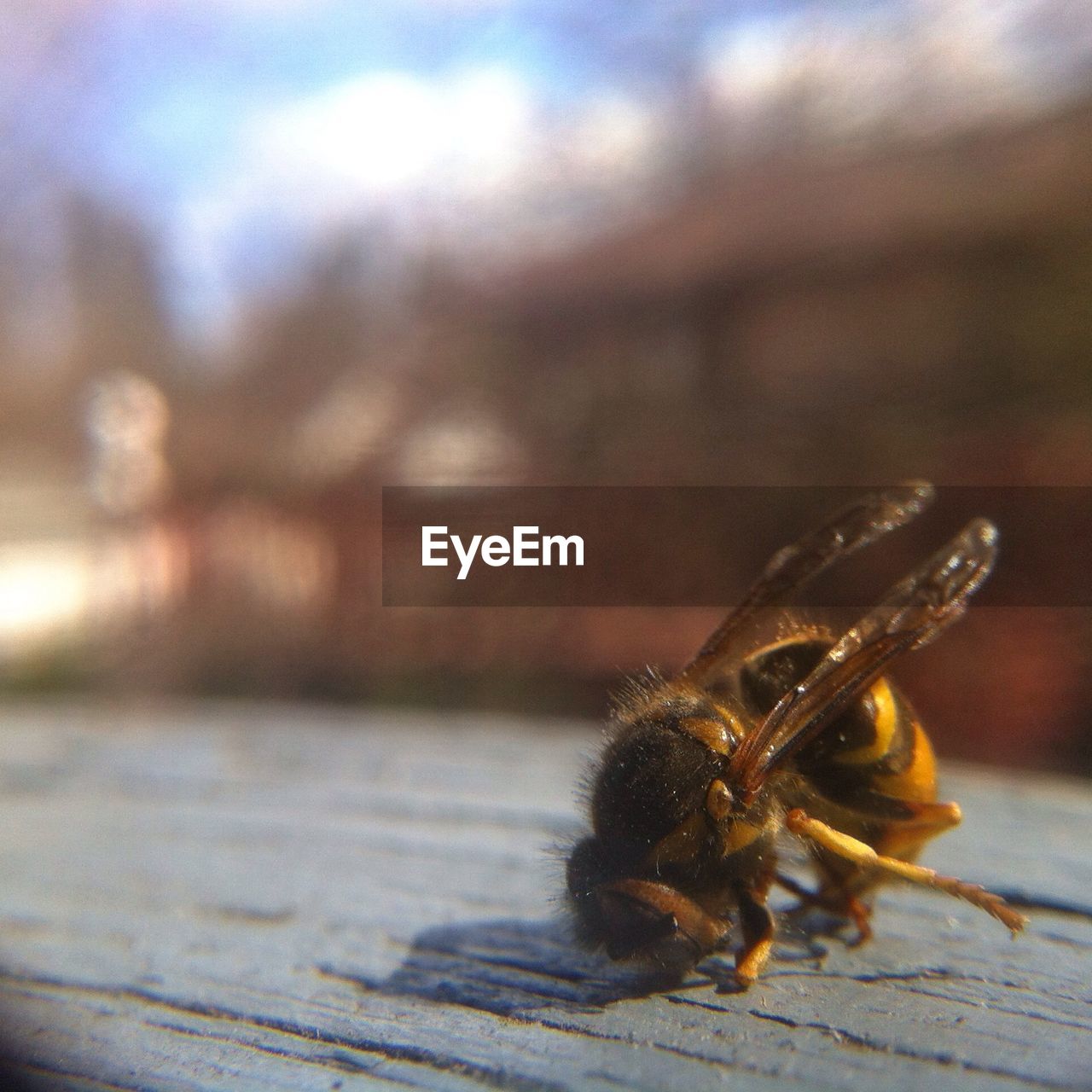 Close-up of a bee on wooden surface