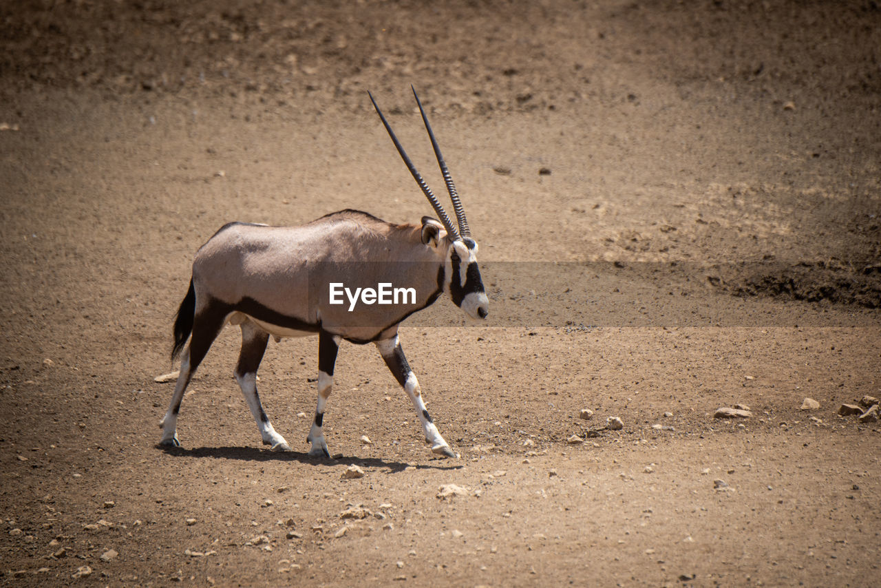 Gemsbok walking across stony ground lifting hoof