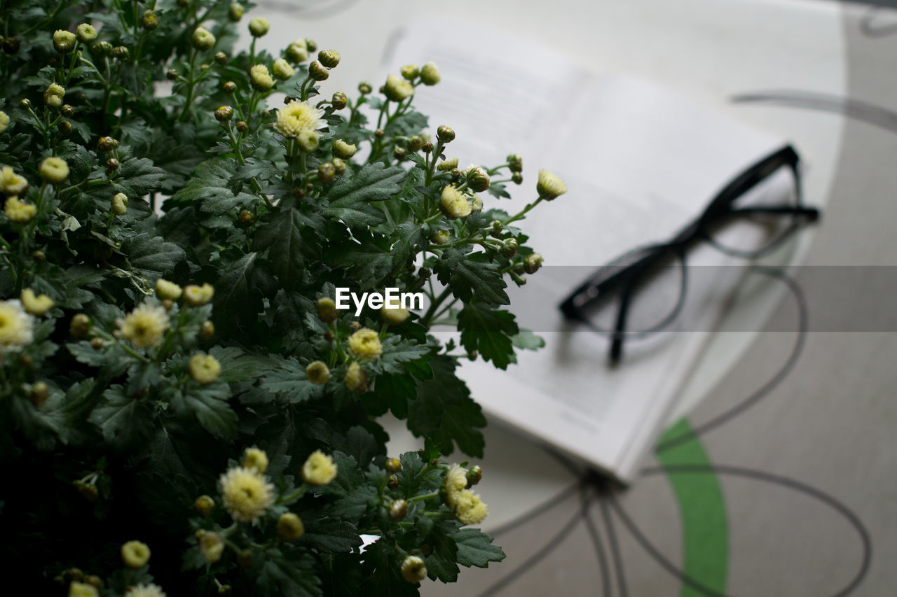 CLOSE-UP OF WHITE FLOWERING PLANT ON TABLE