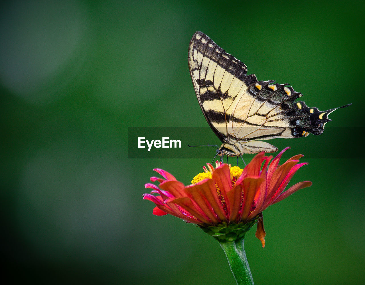 Close-up of butterfly pollinating on pink flower