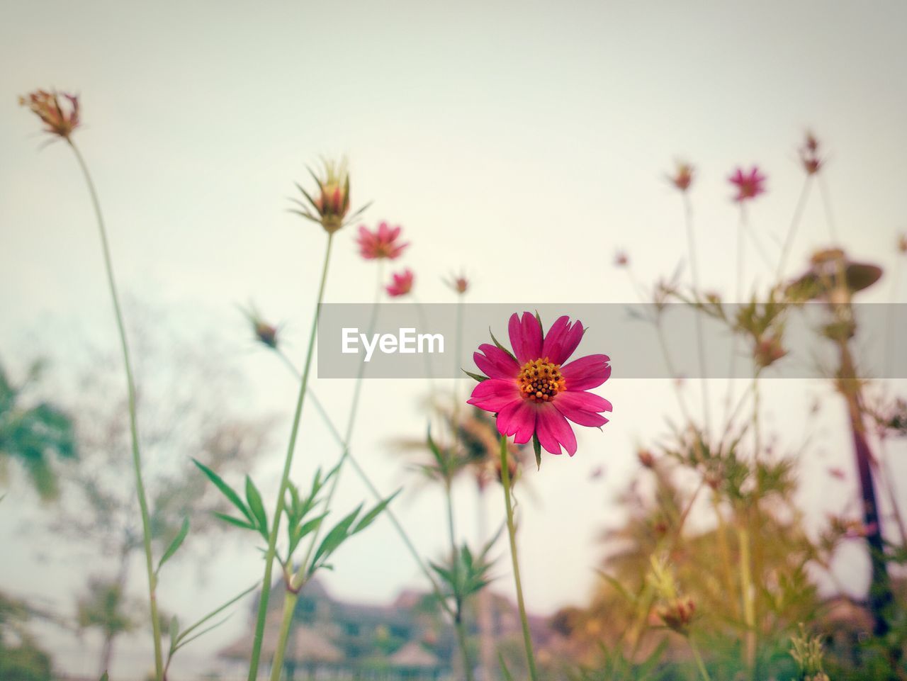 CLOSE-UP OF PINK FLOWERS BLOOMING AGAINST SKY