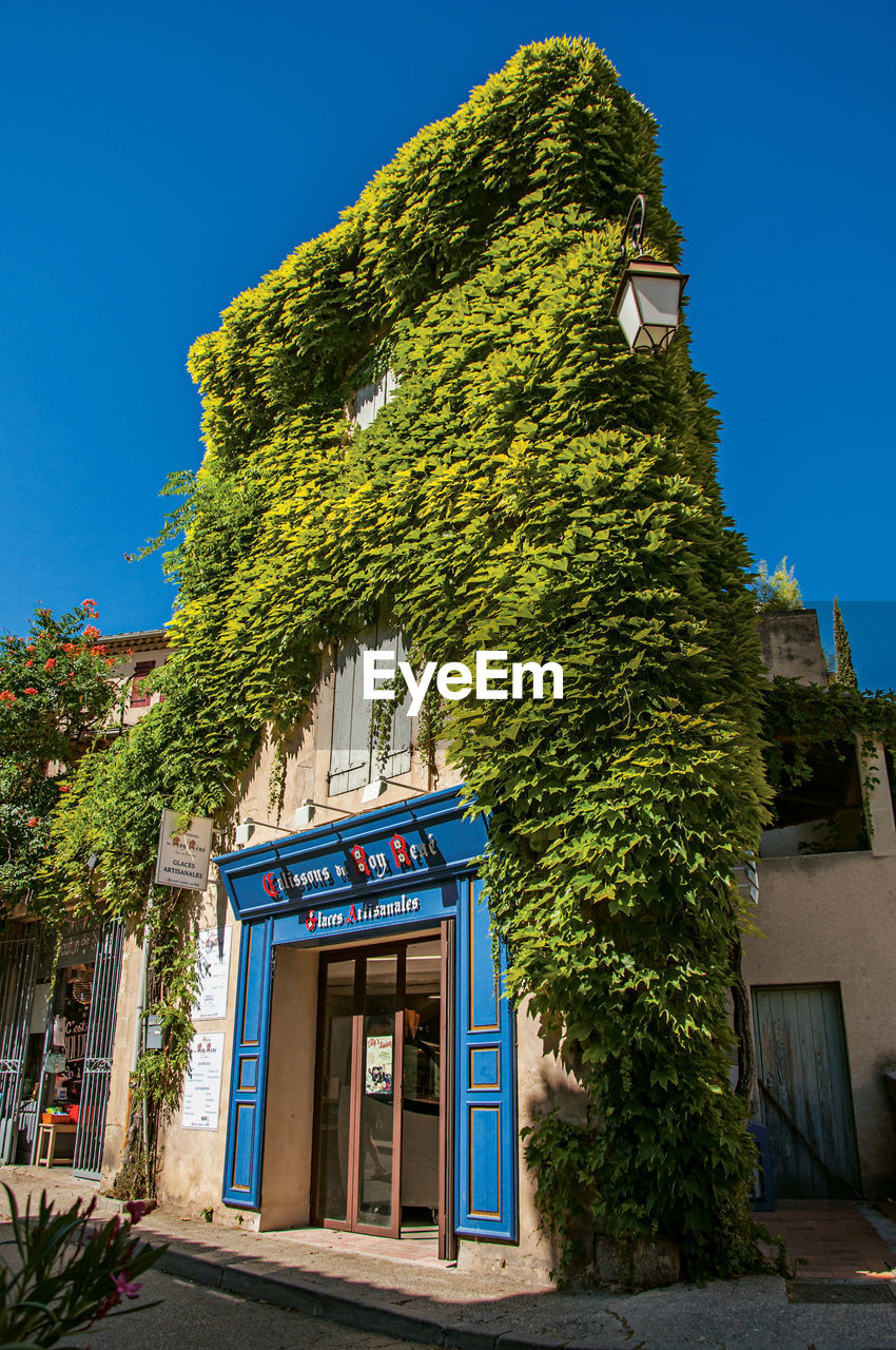 LOW ANGLE VIEW OF TREE BY BUILDING AGAINST BLUE SKY