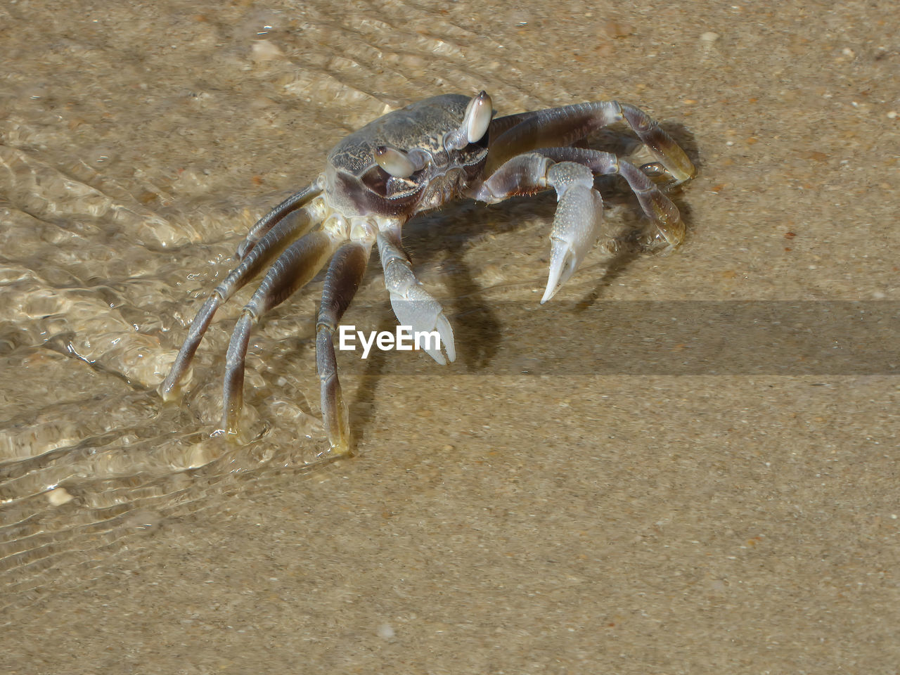 animal, animal themes, animal wildlife, food, sand, wildlife, beach, land, one animal, crab, seafood, nature, sea, high angle view, sea life, marine, no people, crustacean, day, freshwater crab, marine biology, close-up, outdoors, water, macro photography, zoology