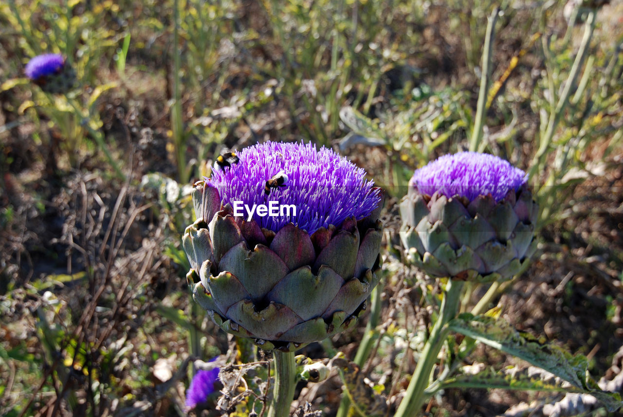 CLOSE-UP OF PURPLE FLOWERING PLANT ON LAND