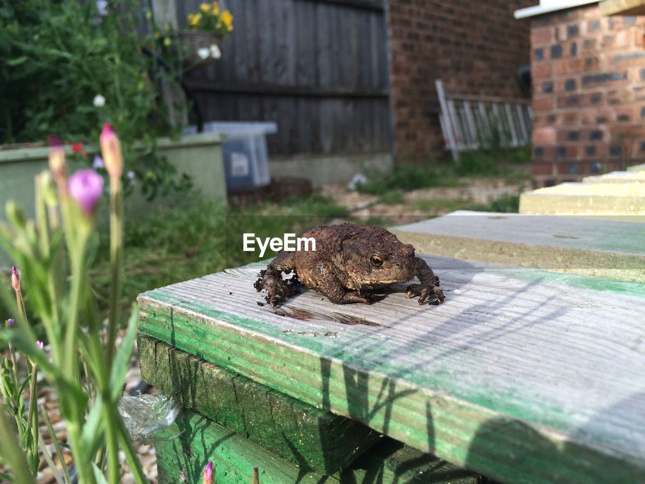 High angle view of frog on wooden plank