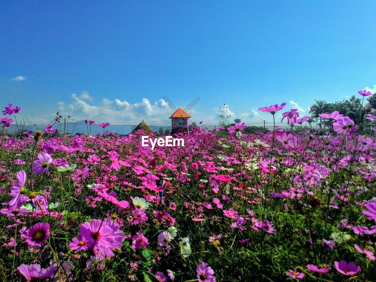 CLOSE-UP OF PINK FLOWERING PLANTS ON FIELD AGAINST SKY