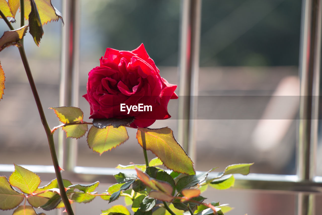 Close-up of red rose against fence