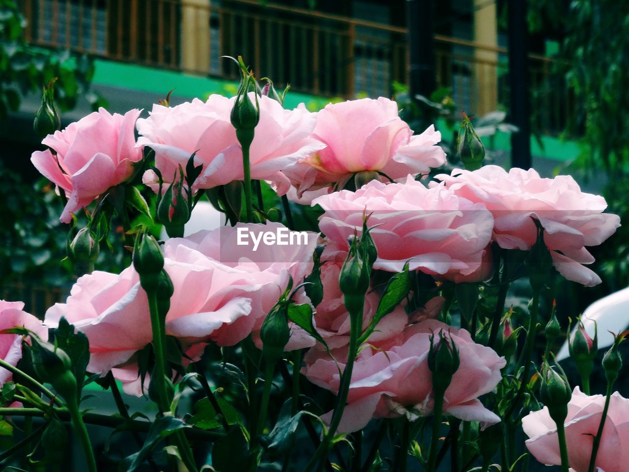 CLOSE-UP OF PINK ROSES