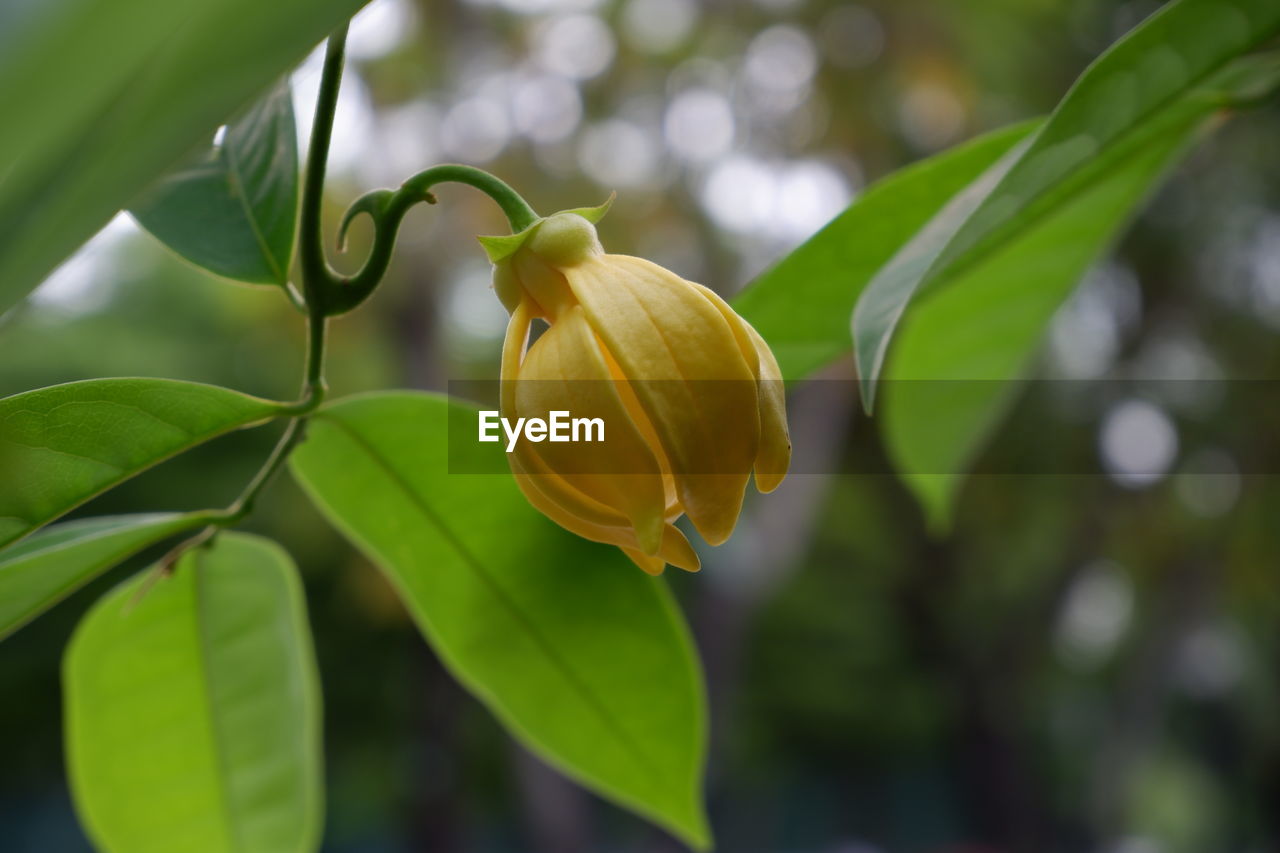 Close-up of yellow flowering plant