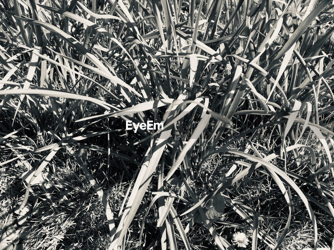 FULL FRAME SHOT OF DRY PLANTS ON FIELD