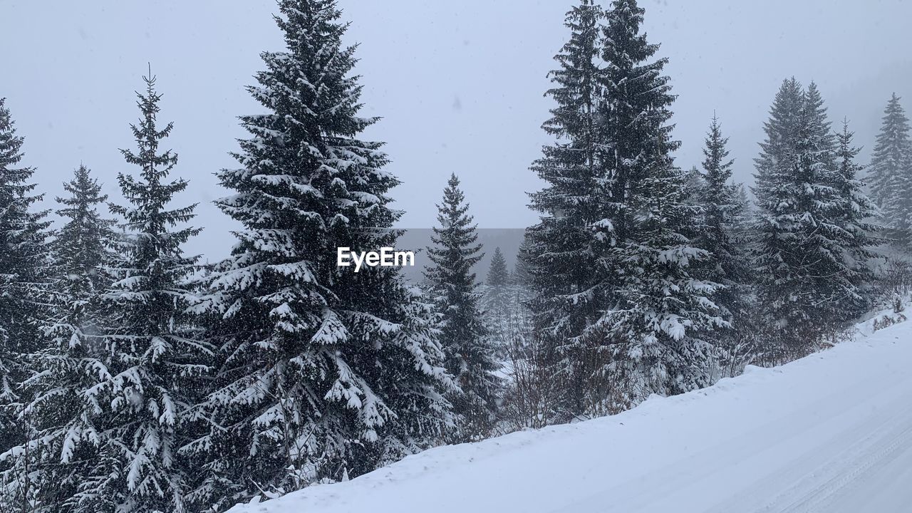 snow, winter, tree, cold temperature, plant, forest, pine tree, coniferous tree, pinaceae, land, scenics - nature, pine woodland, nature, beauty in nature, environment, woodland, mountain, landscape, non-urban scene, sky, no people, tranquil scene, footwear, tranquility, evergreen tree, frozen, white, ridge, day, travel, travel destinations, outdoors, holiday, piste, mountain range, snowcapped mountain, winter sports