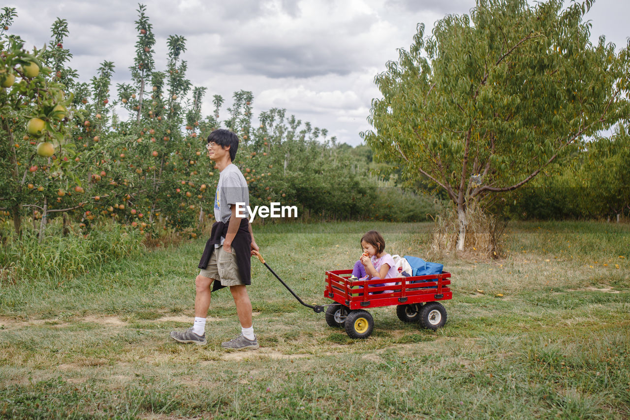 A father pulls a small child in a red wagon through an apple orchard