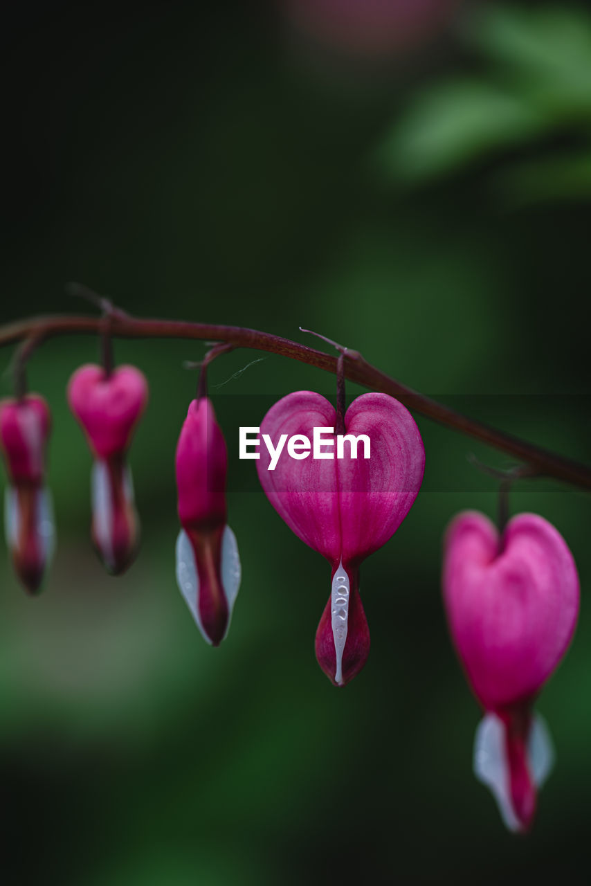 Close up of pink and white bleeding heart flowers in bloom.