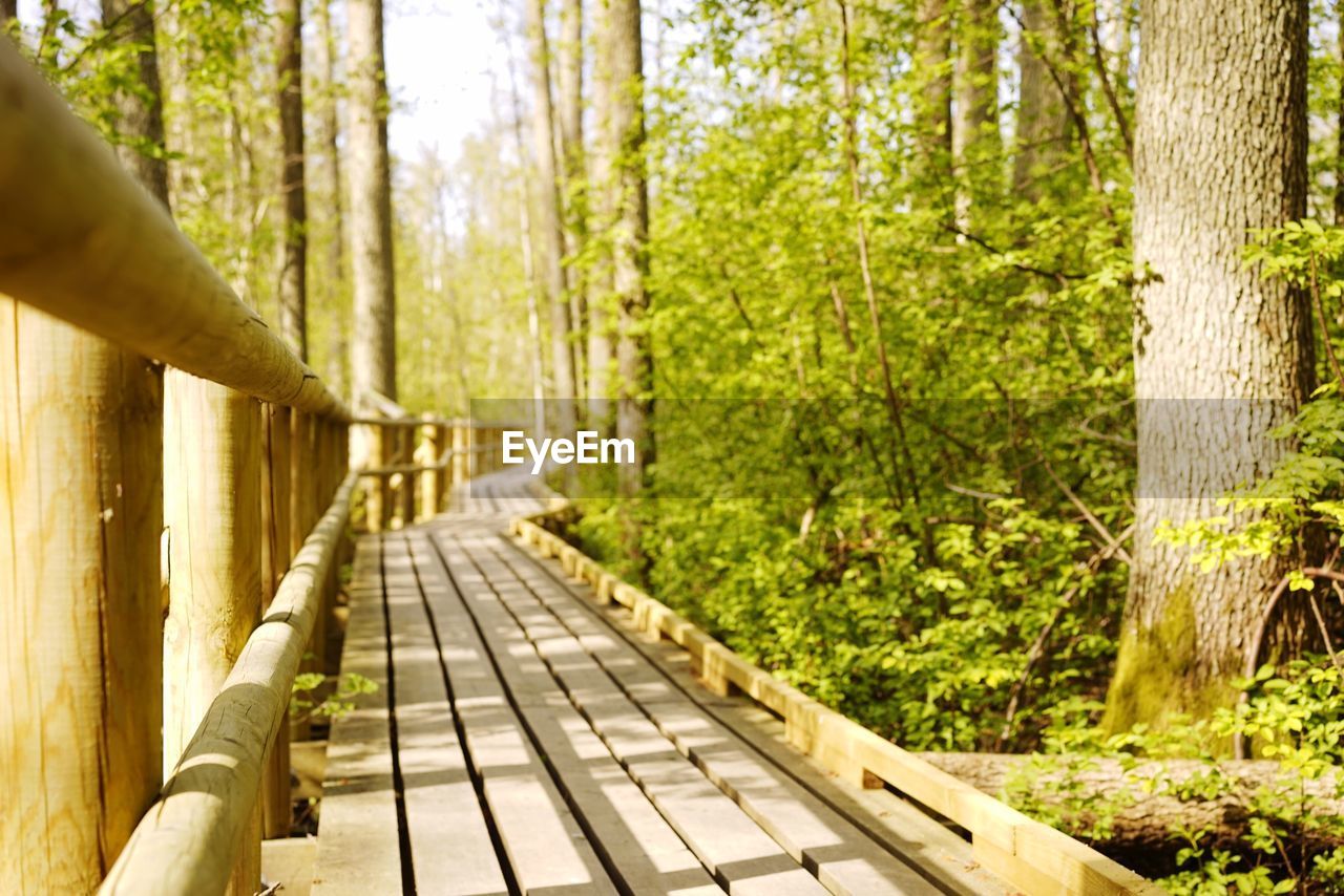 Surface level of footpath amidst forest