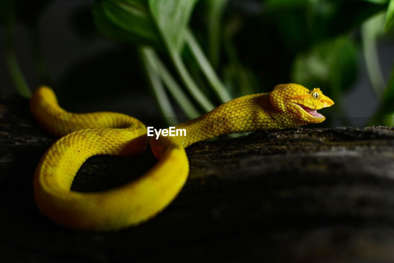 Close-up of eyelash viper on tree