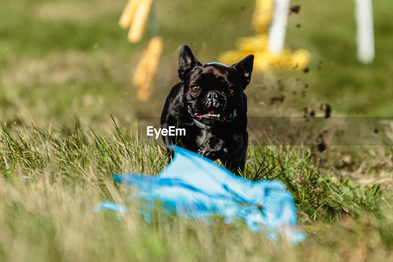 French bulldog running and catching lure on coursing competition