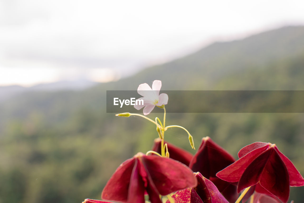 plant, beauty in nature, flower, flowering plant, nature, freshness, focus on foreground, red, mountain, environment, no people, petal, landscape, close-up, outdoors, sky, tranquility, flower head, fragility, day, scenics - nature, land, inflorescence, leaf, growth, springtime, rural scene, copy space