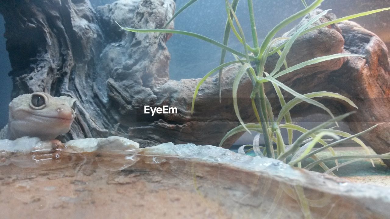 CLOSE-UP OF LIZARD ON ROCK