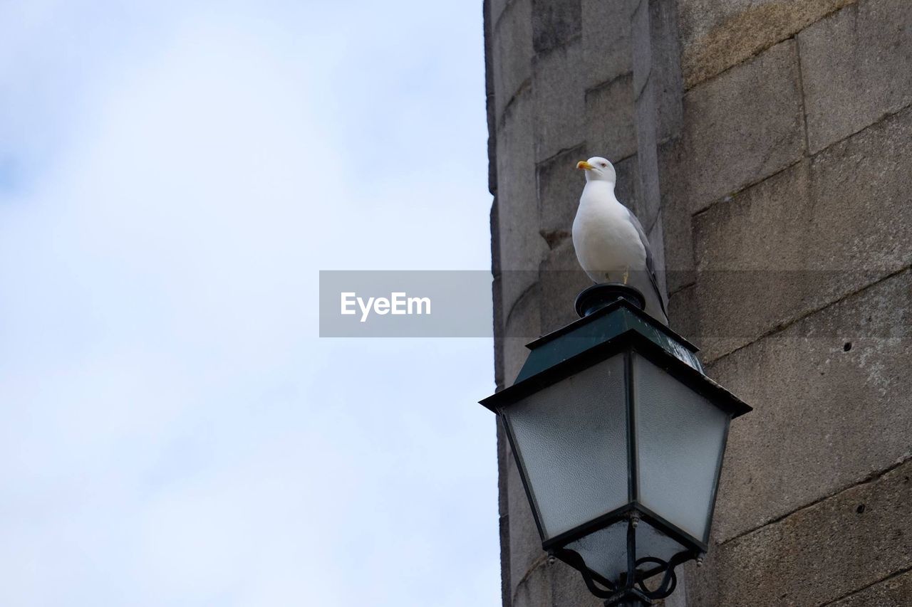 LOW ANGLE VIEW OF SEAGULL PERCHING ON TOWER