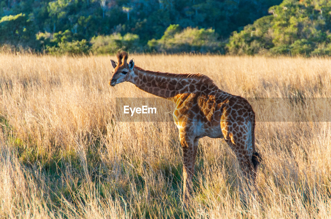 Side view of giraffe walking on landscape